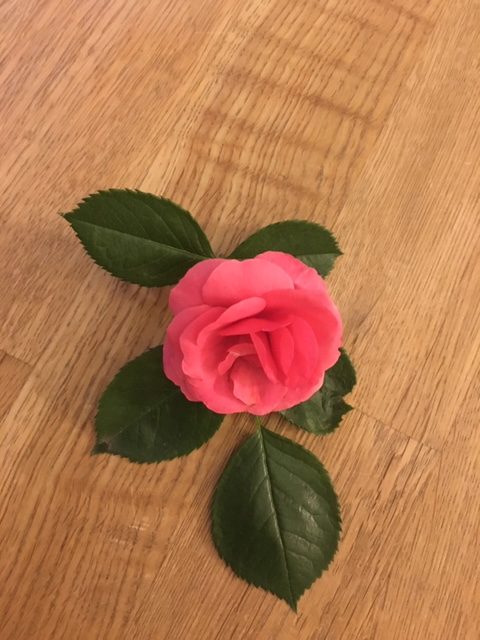 pinke Rosenblüte auf Holztisch