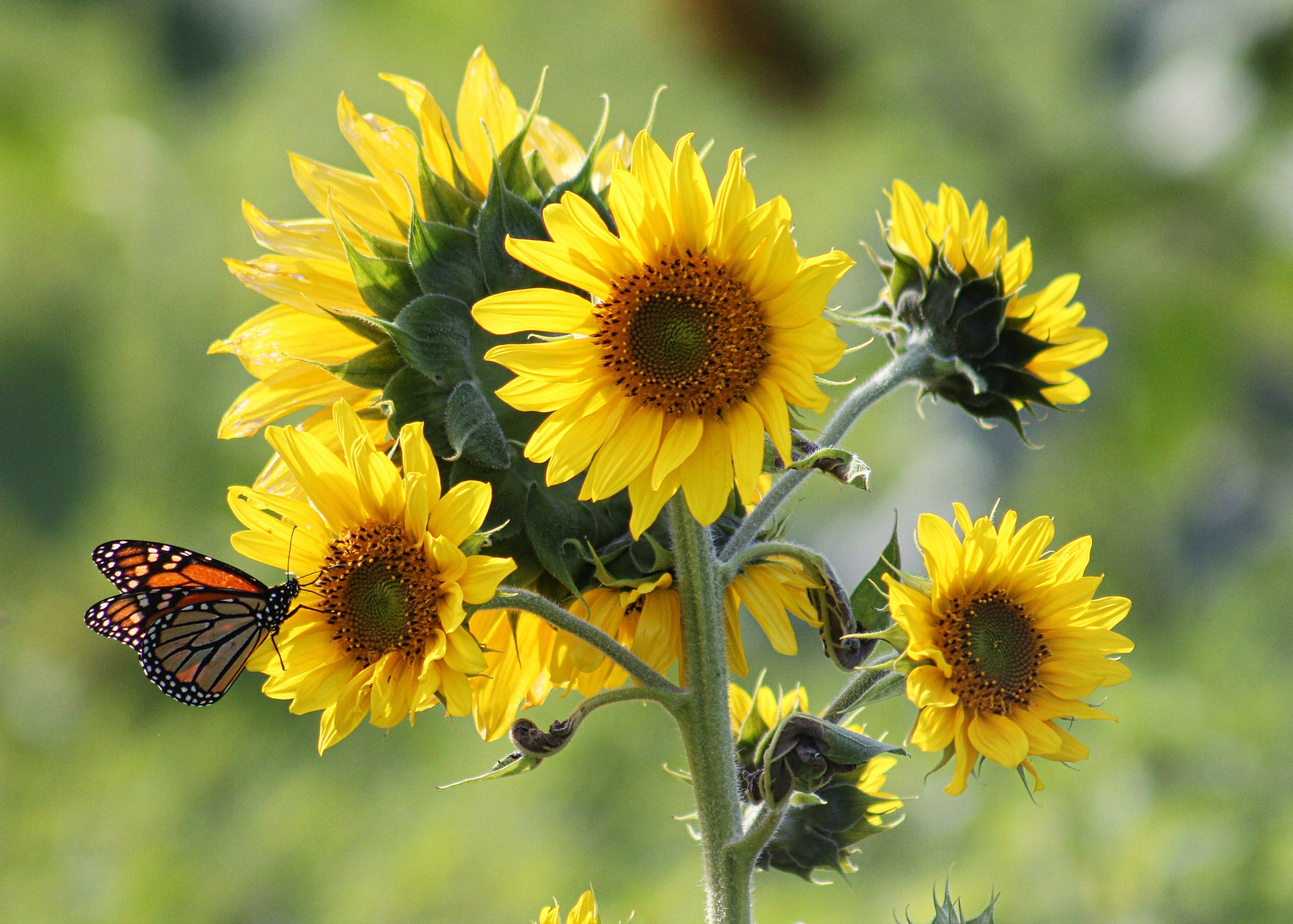 Sonnenblumen mit Schmetterling