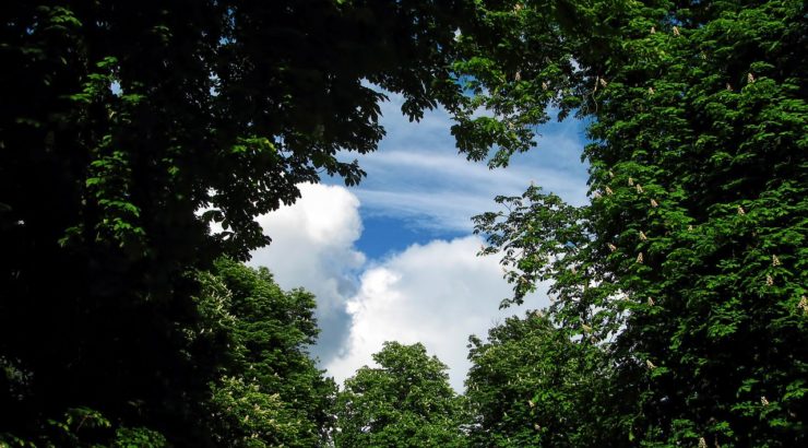 Blick nach oben in den Himmel - durch Baumkronen hindurch_Jiri Rotrekl_pixabay