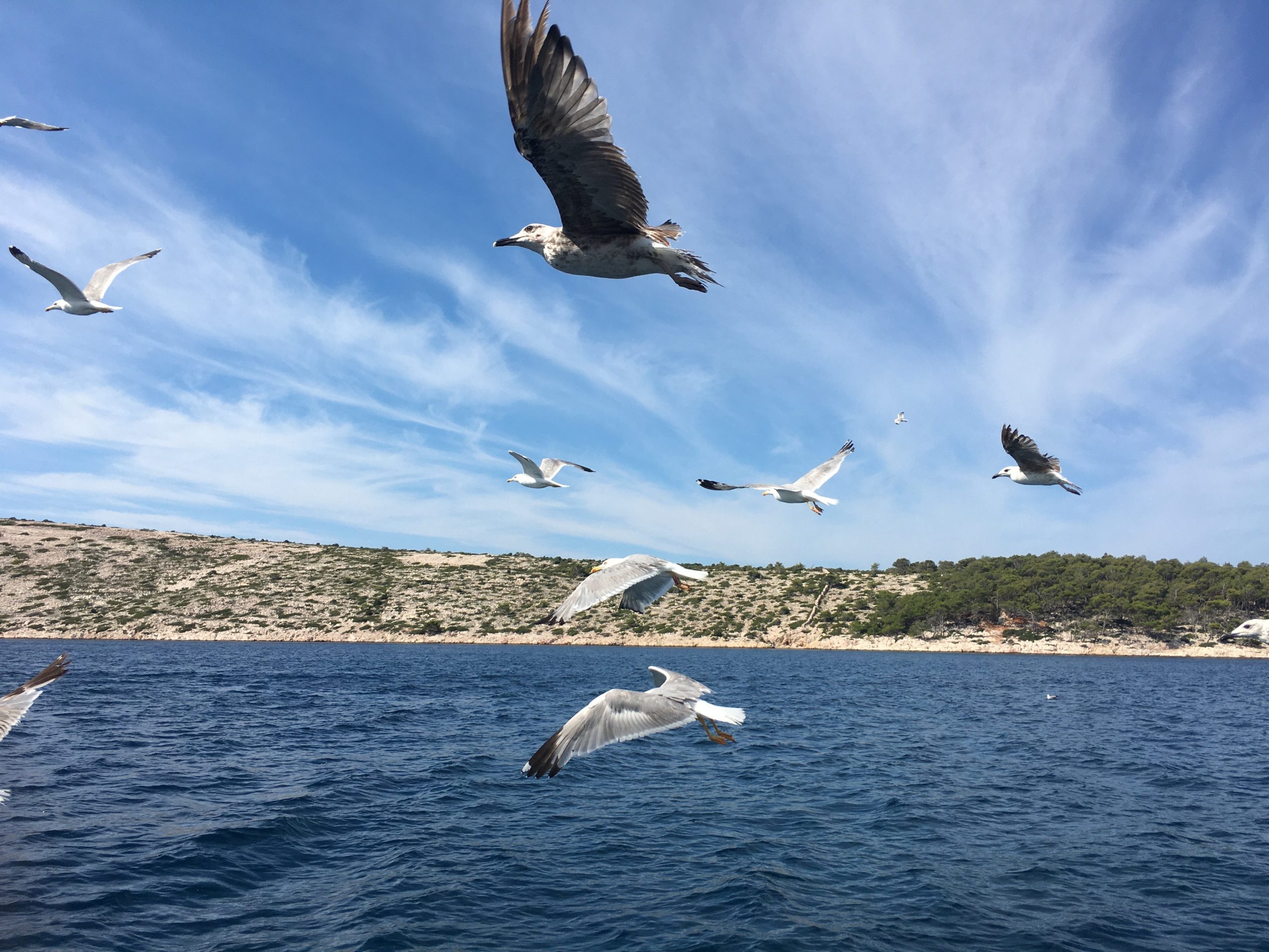 Möwenschar in vollem Flug über dem tiefblauen Meer bei hellblauem von leichten Wolken durchzogenen Himmel