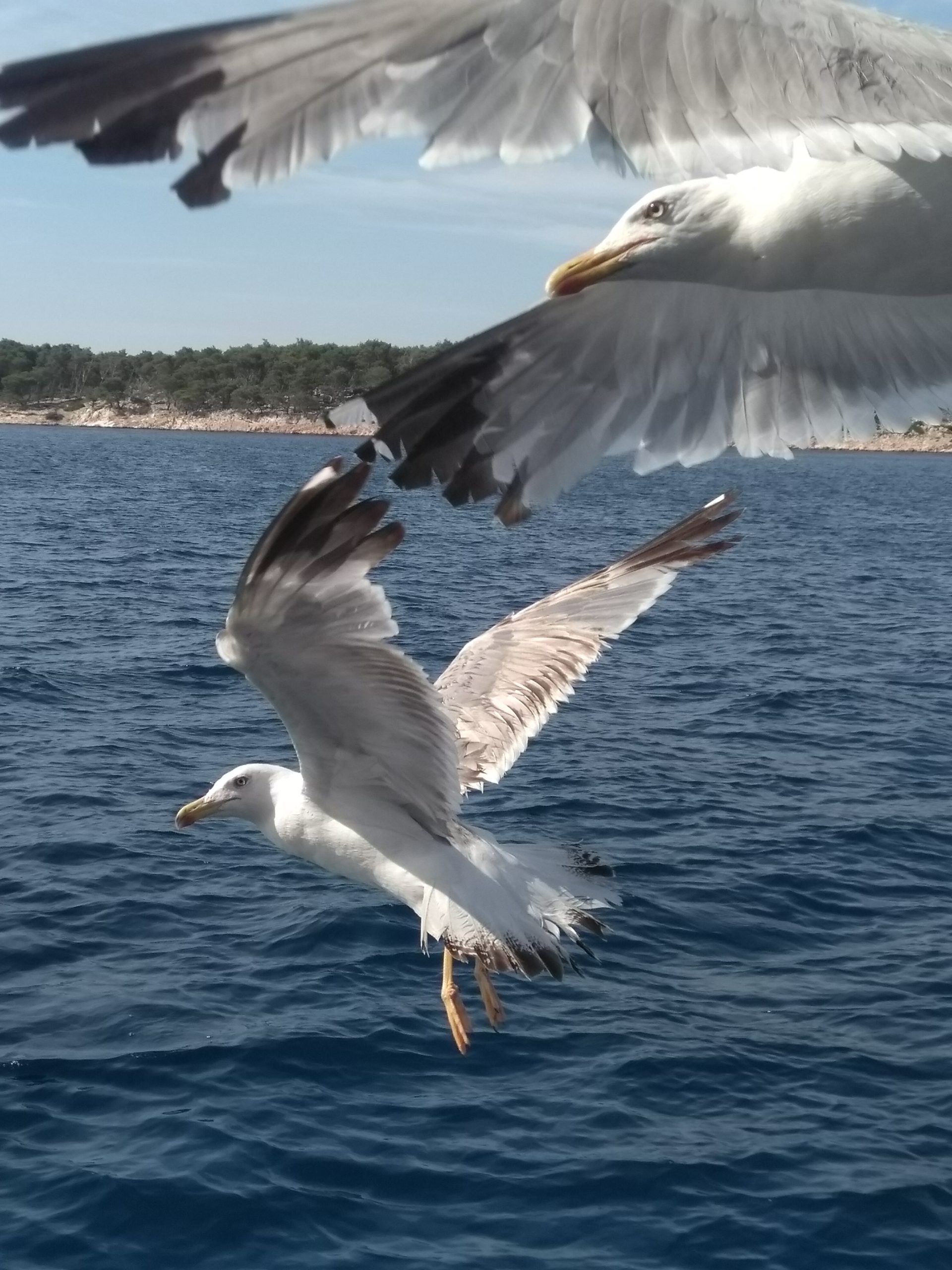 Nahaufnahme von zwei Möwen in vollem Flug mit gestreckten Flügeln und fokussiertem Blick