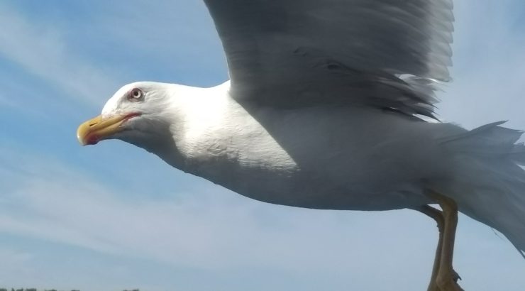 Nahaufnahme einer Möwe von schräg unten, gut sichtbar ihr fokussierter Blick