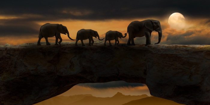 Elefanten marschieren im Mondlicht über eine Felsbrücke, jeweils mit dem Rüssel den Schwanz des vorderen Tieres haltend