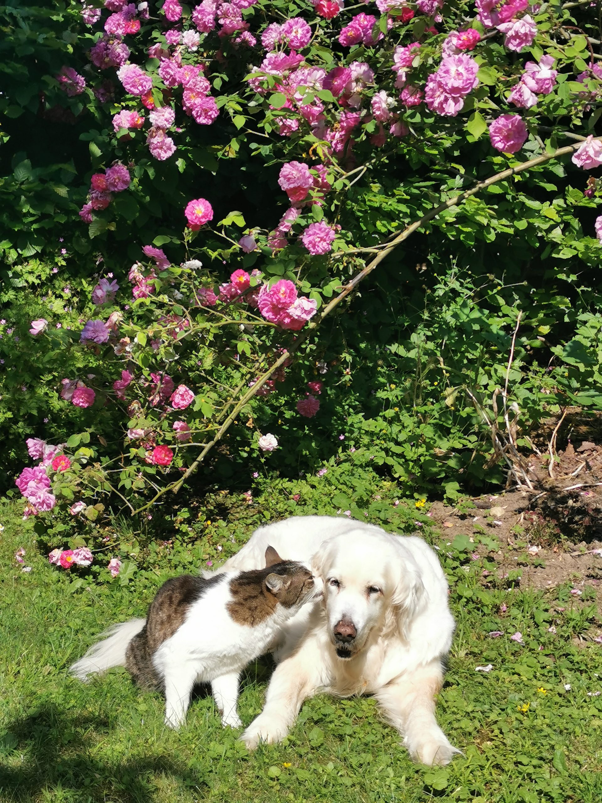 Hund und Katze vor einem Rosenstrauch, der Kater scheint der Hündin etwas ins Ohr zu flüstern