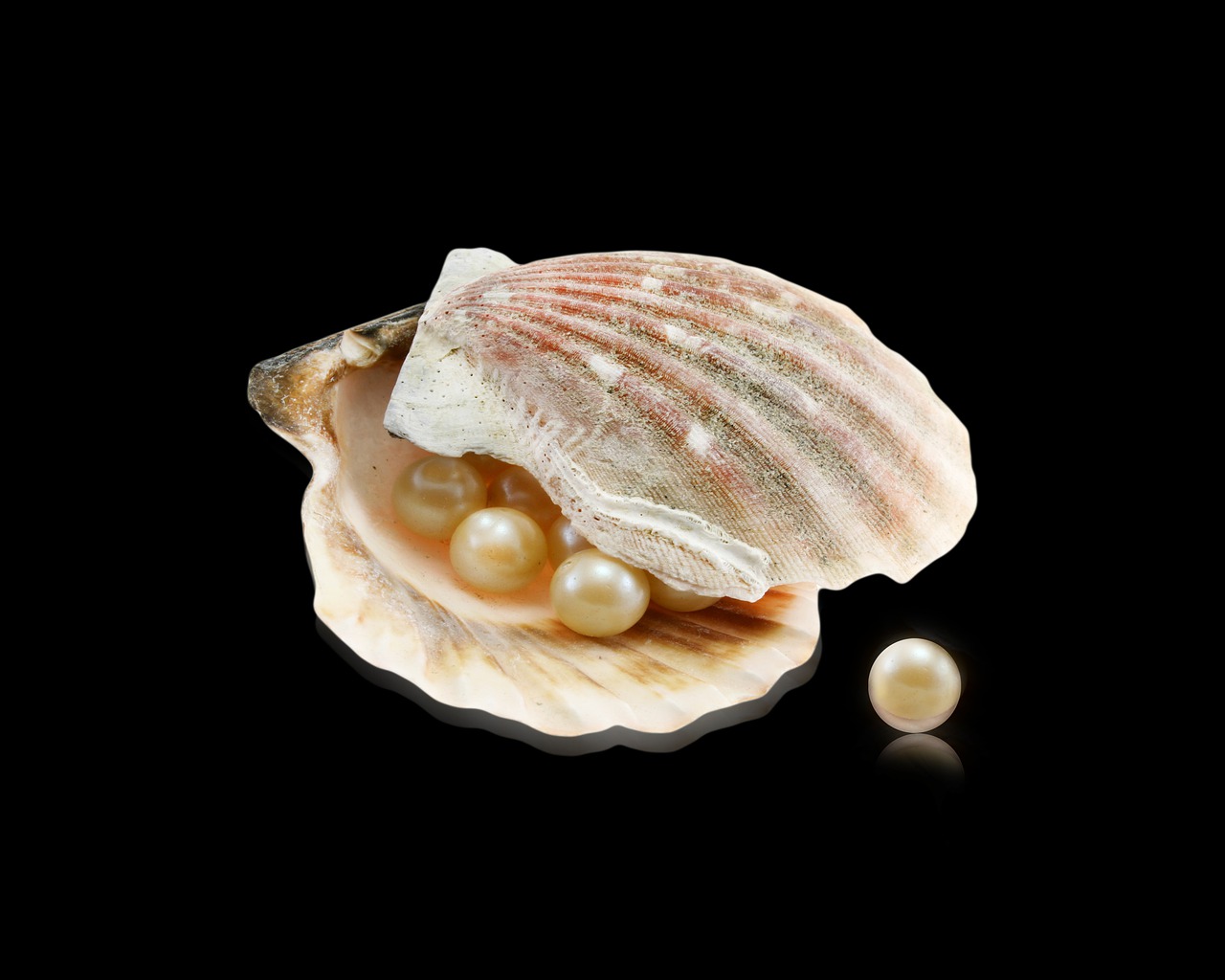 das Bild zeigt auf schwarzem Grund eine geöffnete Muschel mit herausfallenden Perlen