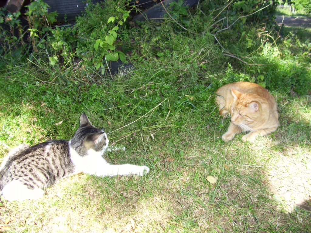 eine gelb-gestromte und eine grau-weiße Katze liegen im Gras einander gegenüber und fixieren sich mit den Augen