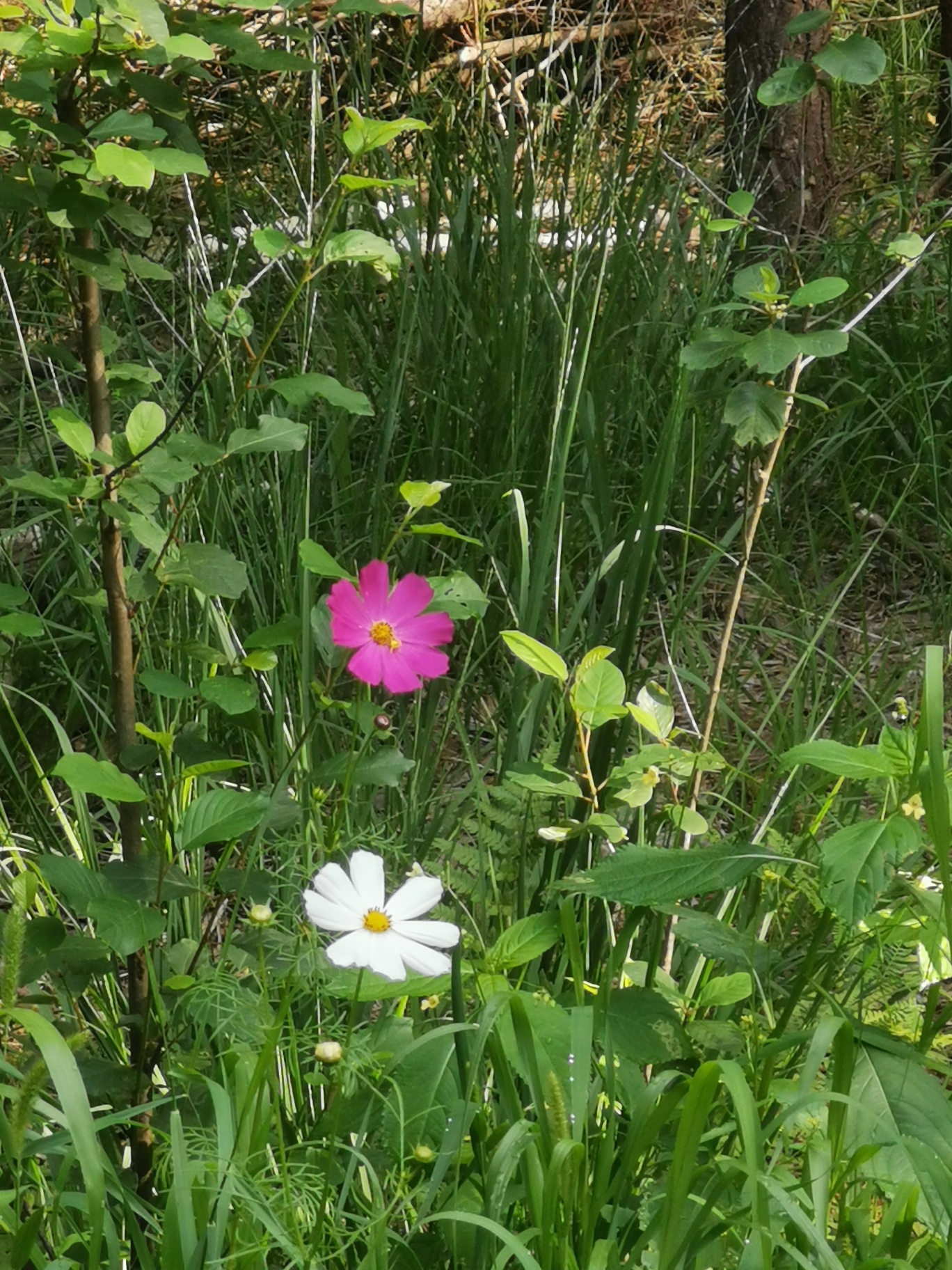 Waldwiese - im Zentrum eine pinke und eine weiße Blüte