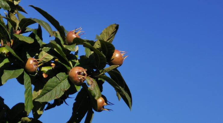 ein Mispelzweig mit sattgrünen Blättern und braunen Früchten ist gegen einen blitzblauen Himmel fotografiert.