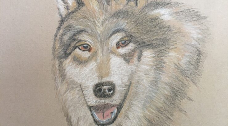 ein Wolfskopf, gezeichnet in Schwarz, weiß, braun, auf grauem Grund