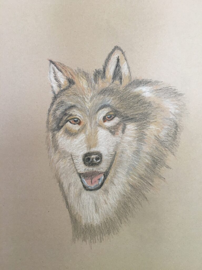 ein Wolfskopf, gezeichnet in Schwarz, weiß, braun, auf grauem Grund