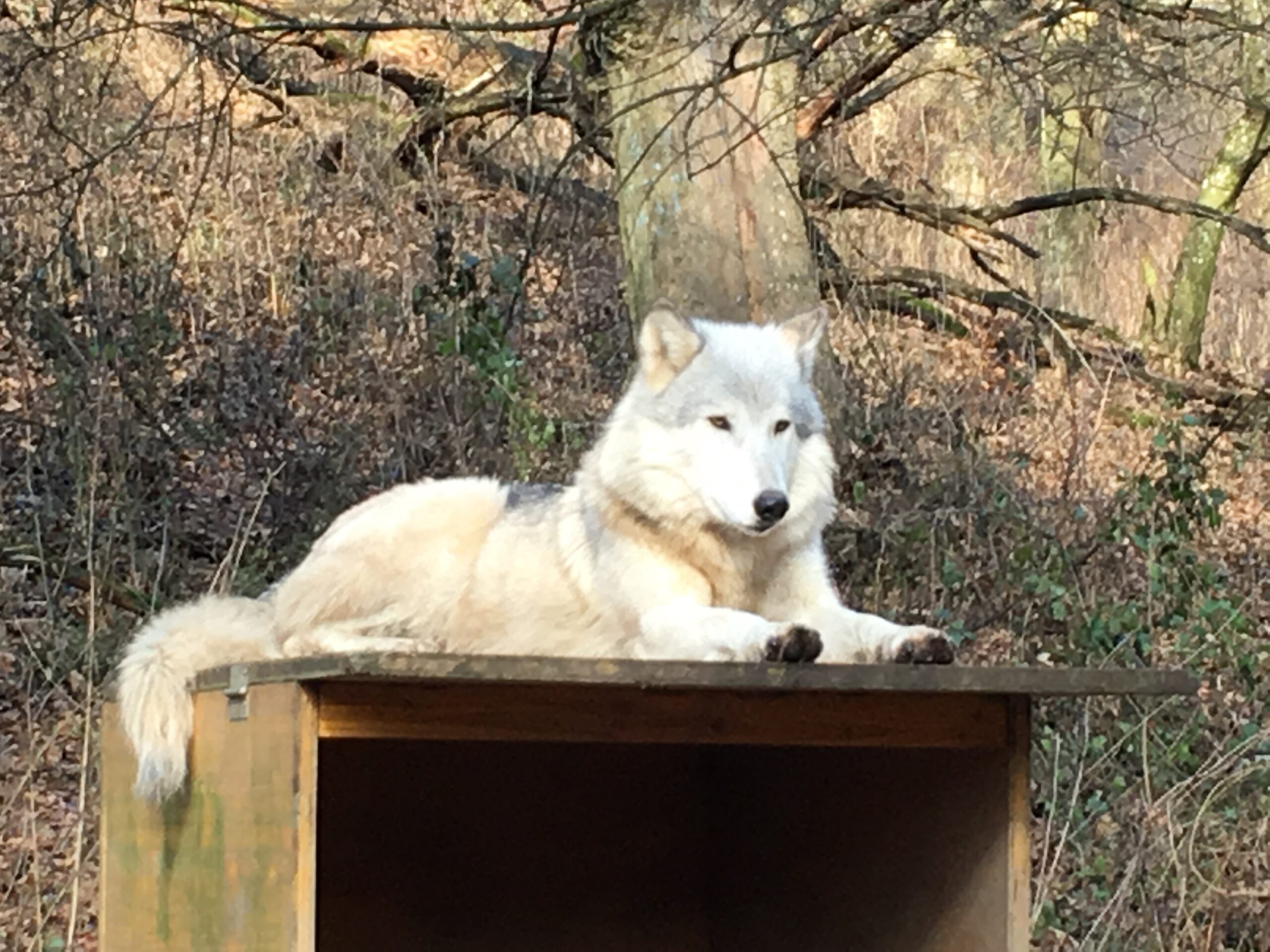 Foto eines hellen Wolfes, auf dem Dach einer Hundehütte liegend